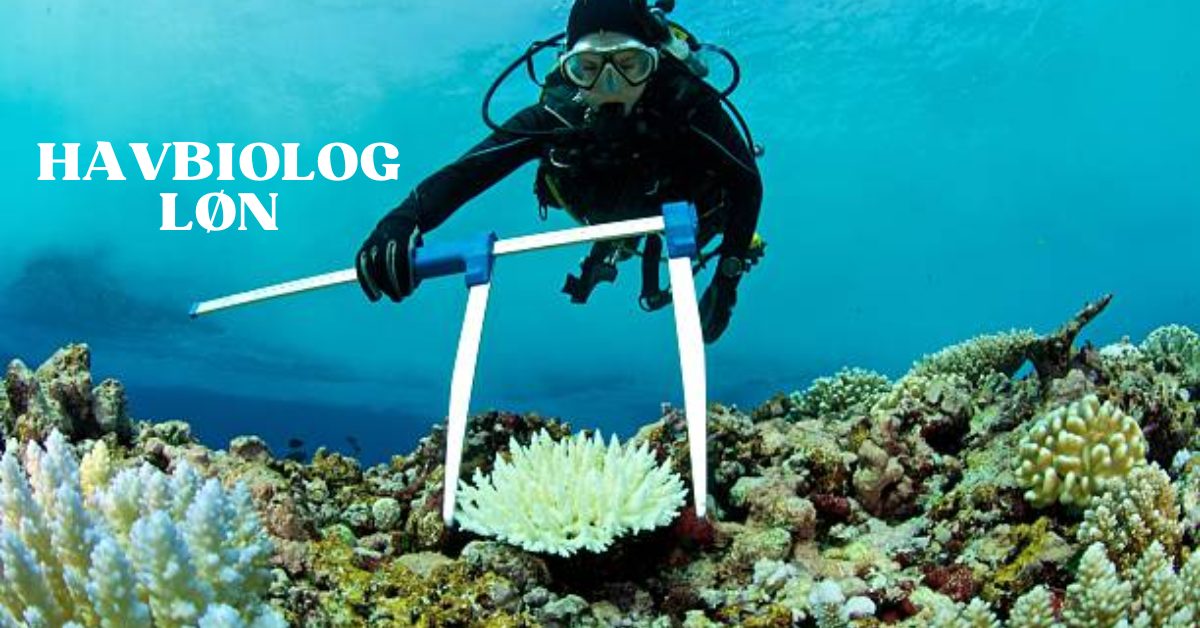 Havbiolog Løn