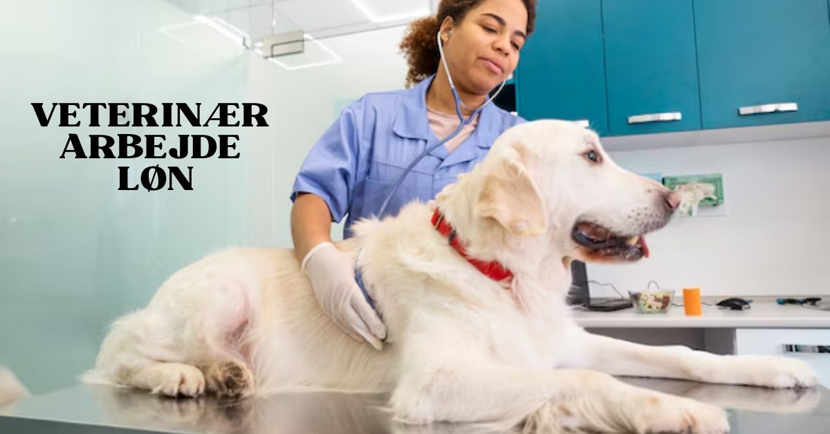 Veterinær Arbejde Løn