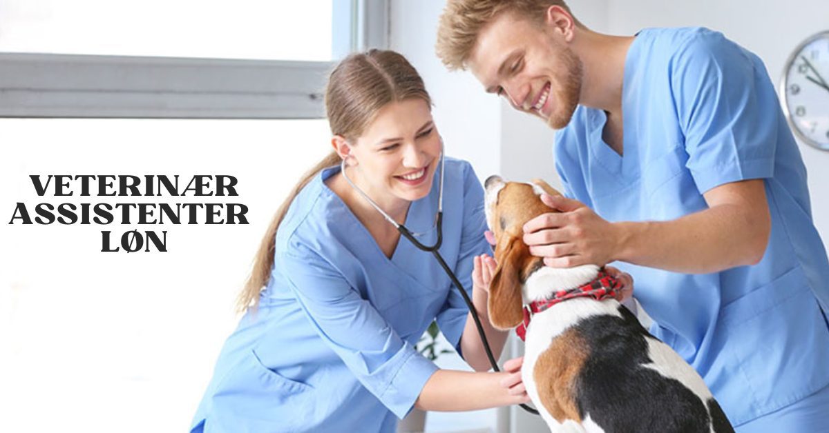 Veterinærassistenter Løn